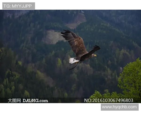 《雄鹰翱翔天际探秘：揭秘老鹰的生存智慧与飞行技巧》